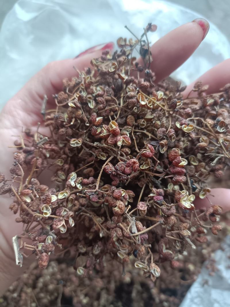 花椒野生山林种植无农药无化肥批发零售一手货源产地直发