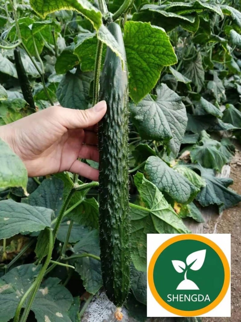 嫁接黄瓜苗高产绿油量黑油量密刺绿瓤条顺直易管理
