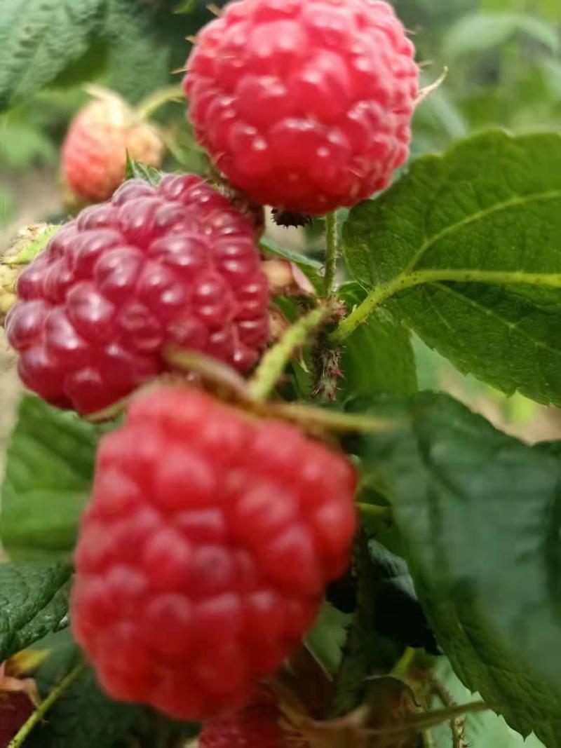 树莓双季大果红树莓红树莓黑树莓黄树莓