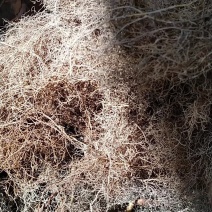 树莓双季大果红树莓红树莓黑树莓黄树莓