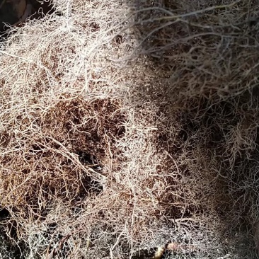 树莓双季大果红树莓红树莓黑树莓黄树莓