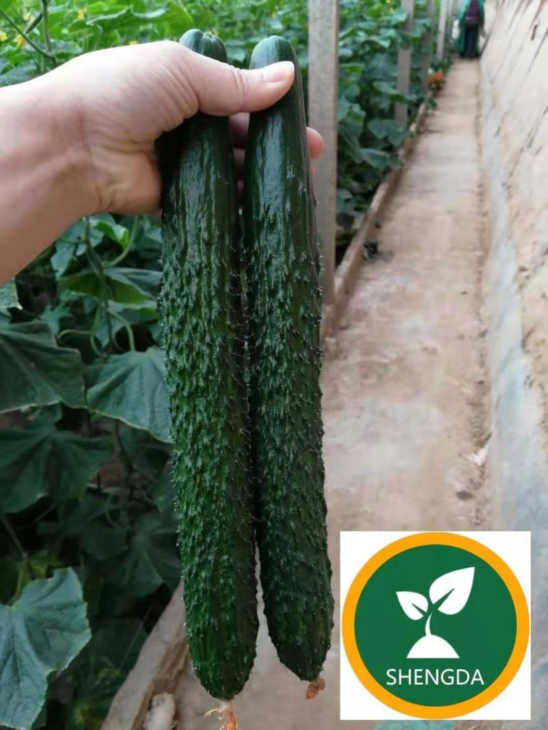 嫁接黄瓜苗高产绿油量黑油量密刺绿瓤条顺直易管理