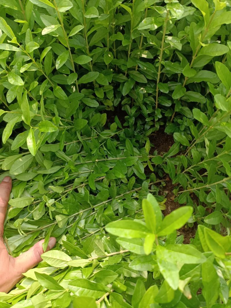 【推荐】水蜡小叶女贞水蜡播种苗金叶水蜡紫叶水蜡全国供货
