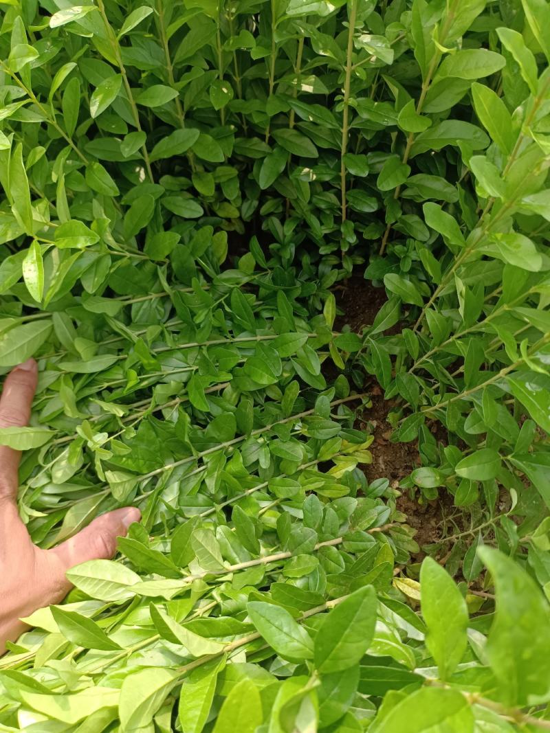 【推荐】水蜡小叶女贞水蜡播种苗金叶水蜡紫叶水蜡全国供货