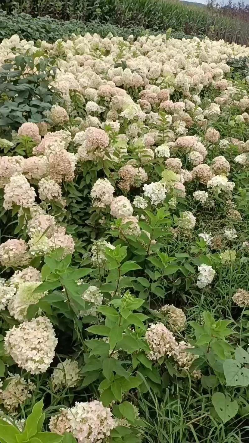 木绣球大花水亚木扦插苗热卖中全国快递邮寄
