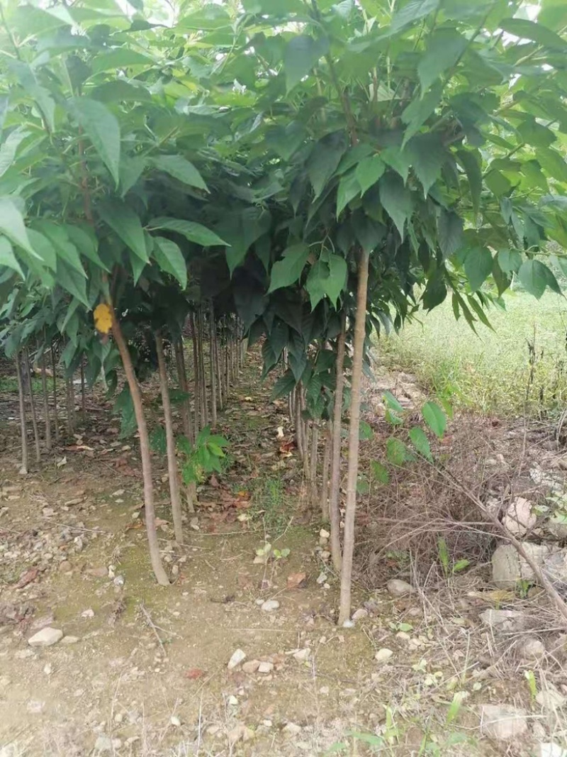 3公分樱花3公分一级晚樱，樱花树3到5公分，6到20