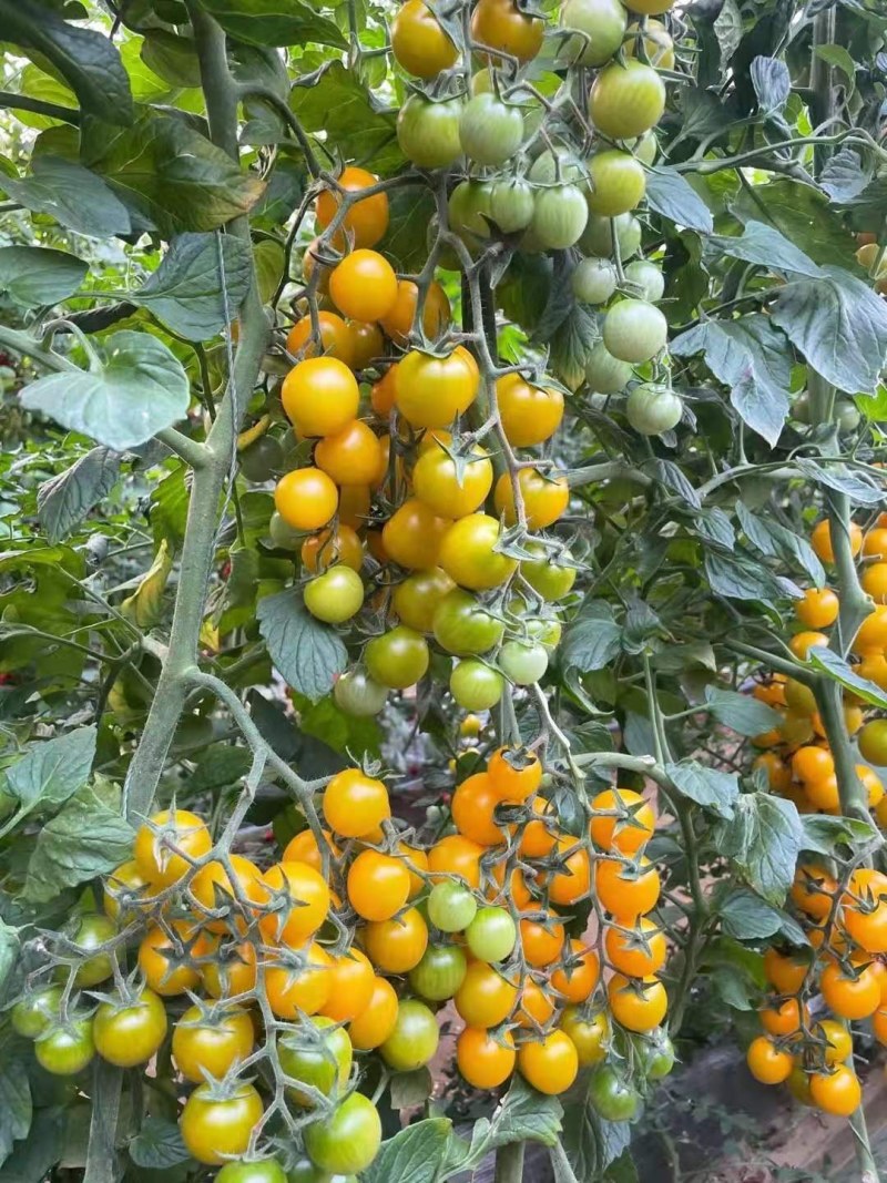 小圆黄樱桃番茄圣女果金珠小黄种籽小西红柿秧苗番茄种苗