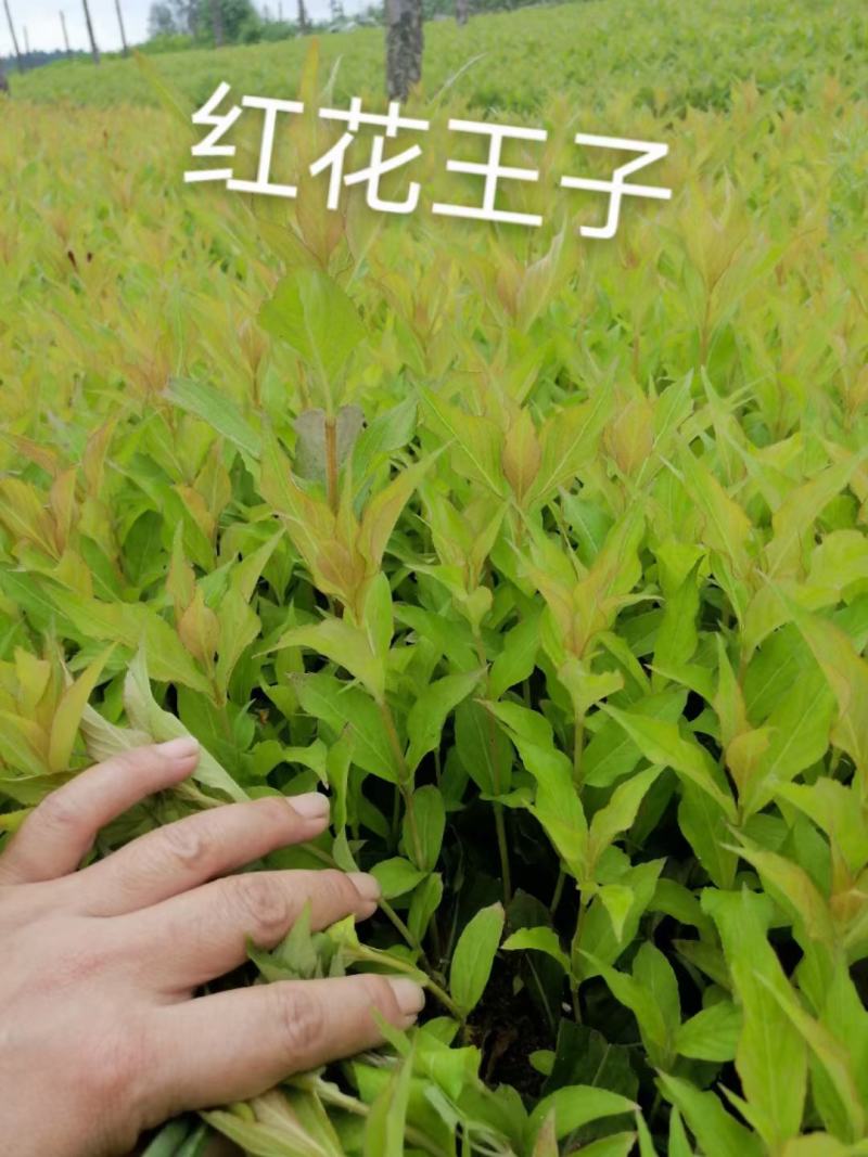 红王子锦带扦插苗杯苗保证质量全国快递邮寄质量保证