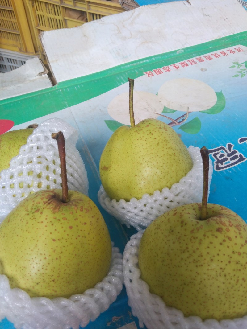 赵县雪花梨大量上市专业对接电商各大平台，全国各大市厂！