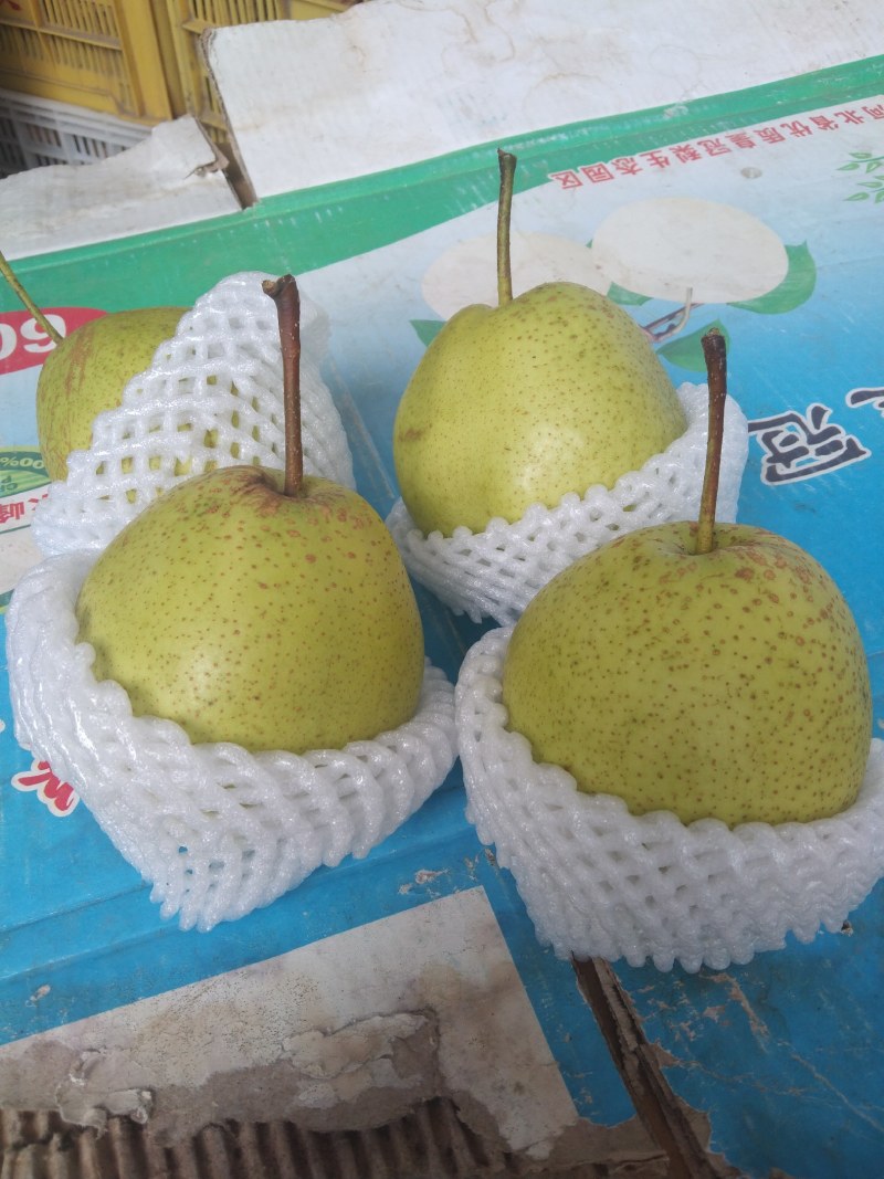 赵县雪花梨大量上市专业对接电商各大平台，全国各大市厂！