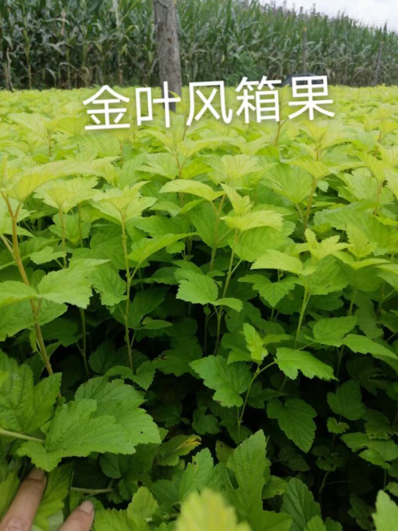 金叶枫箱果，紫叶枫箱果，扦插苗一年生苗大量可全国快递邮寄