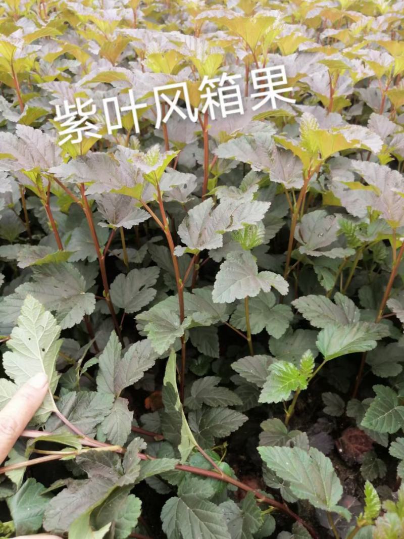 金叶枫箱果，紫叶枫箱果，扦插苗一年生苗大量可全国快递邮寄