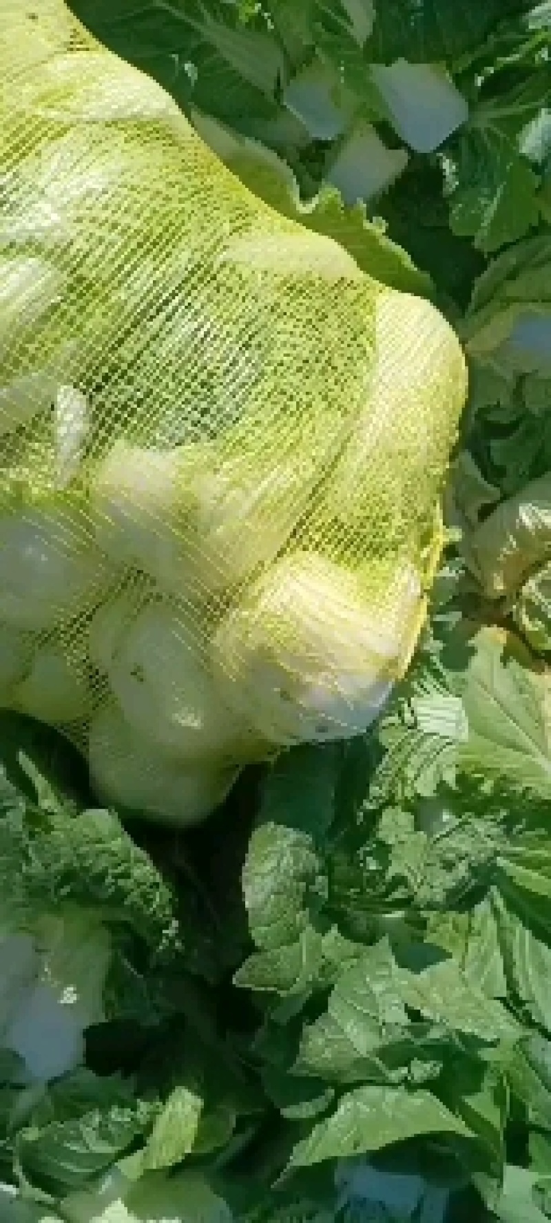 精品大中小娃娃菜