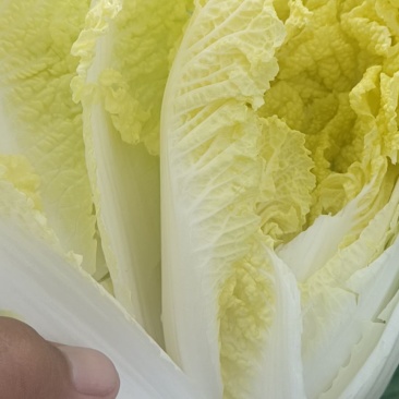 精品大中小娃娃菜