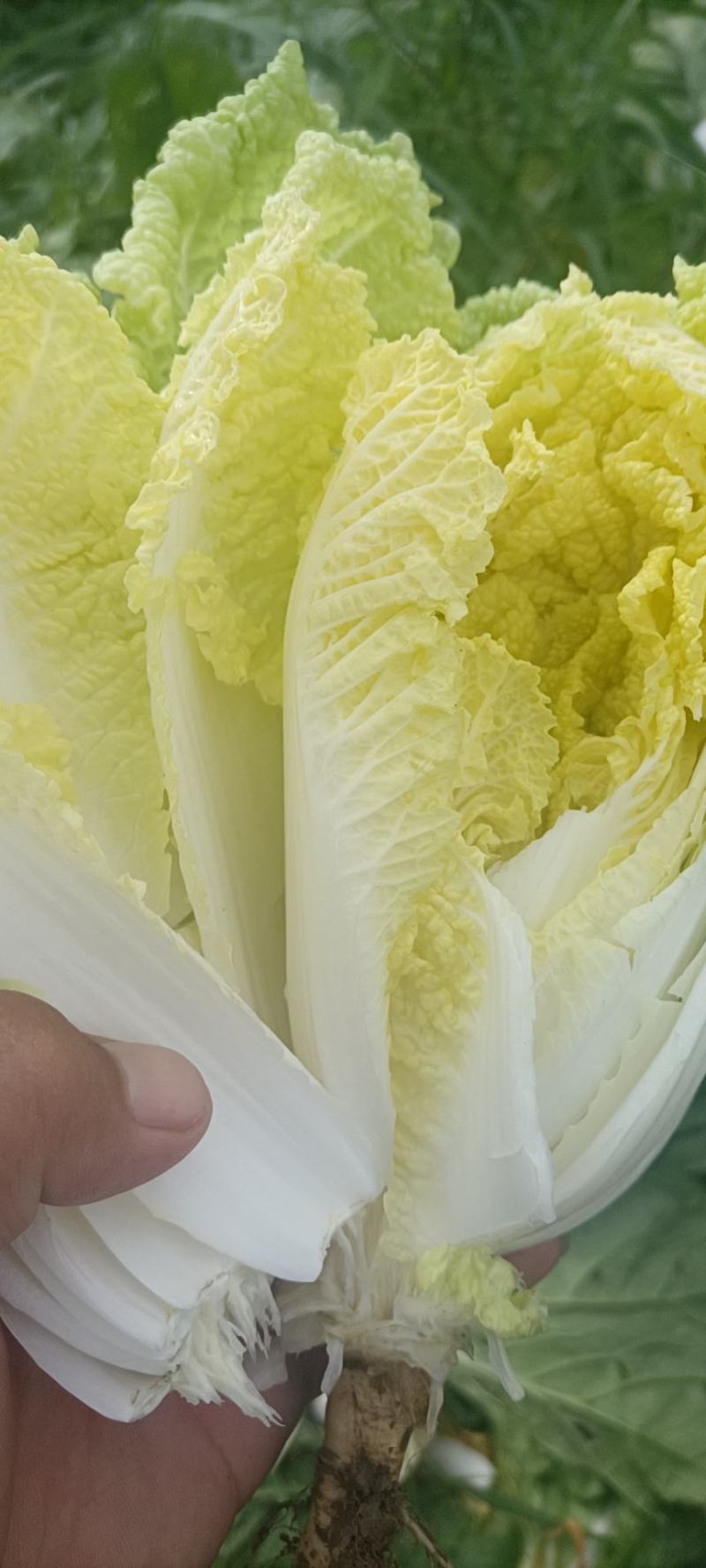精品大中小娃娃菜