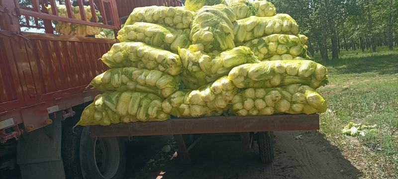 精品大中小娃娃菜