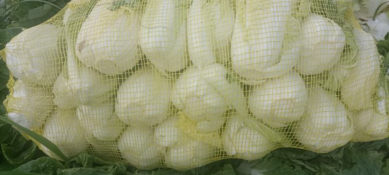 精品大中小娃娃菜