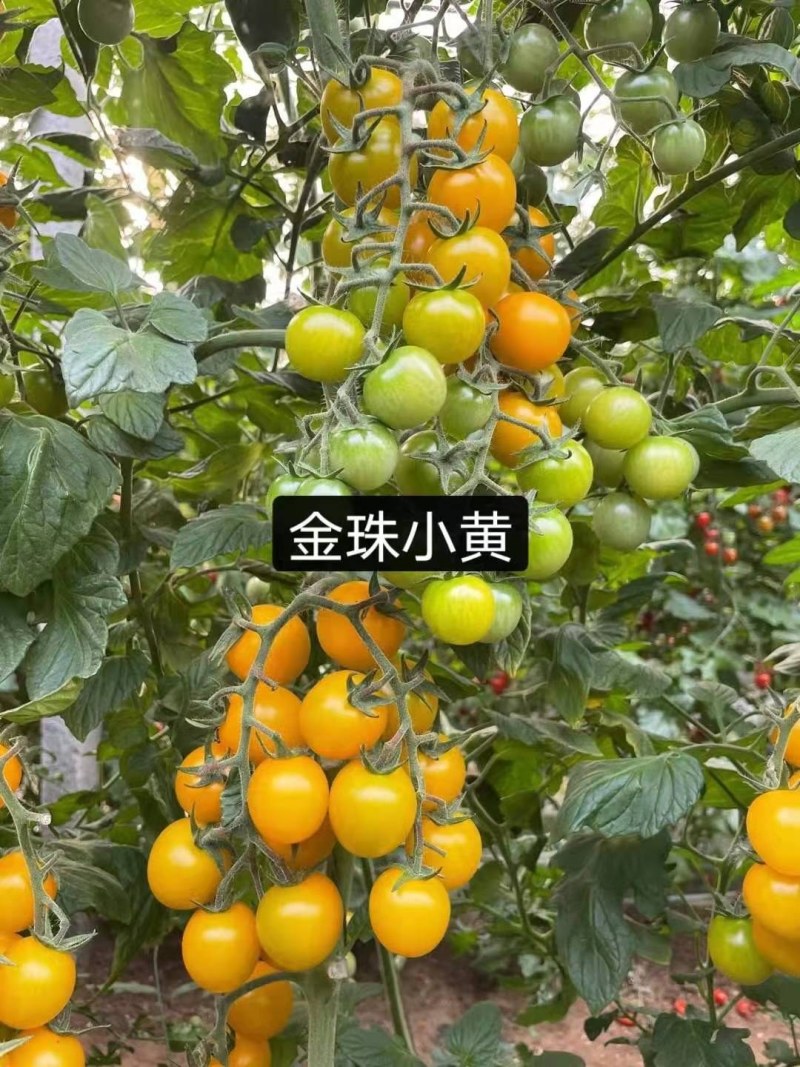 小圆黄樱桃番茄圣女果金珠小黄种籽小西红柿秧苗番茄种苗