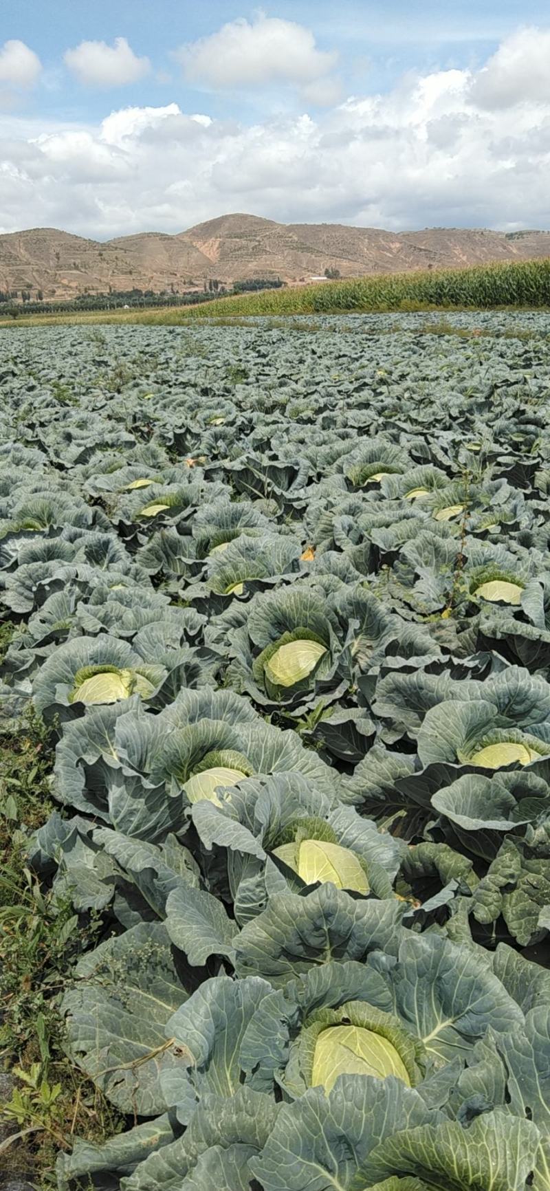 宁夏固原西吉精品苞菜大量上市要的客户联系