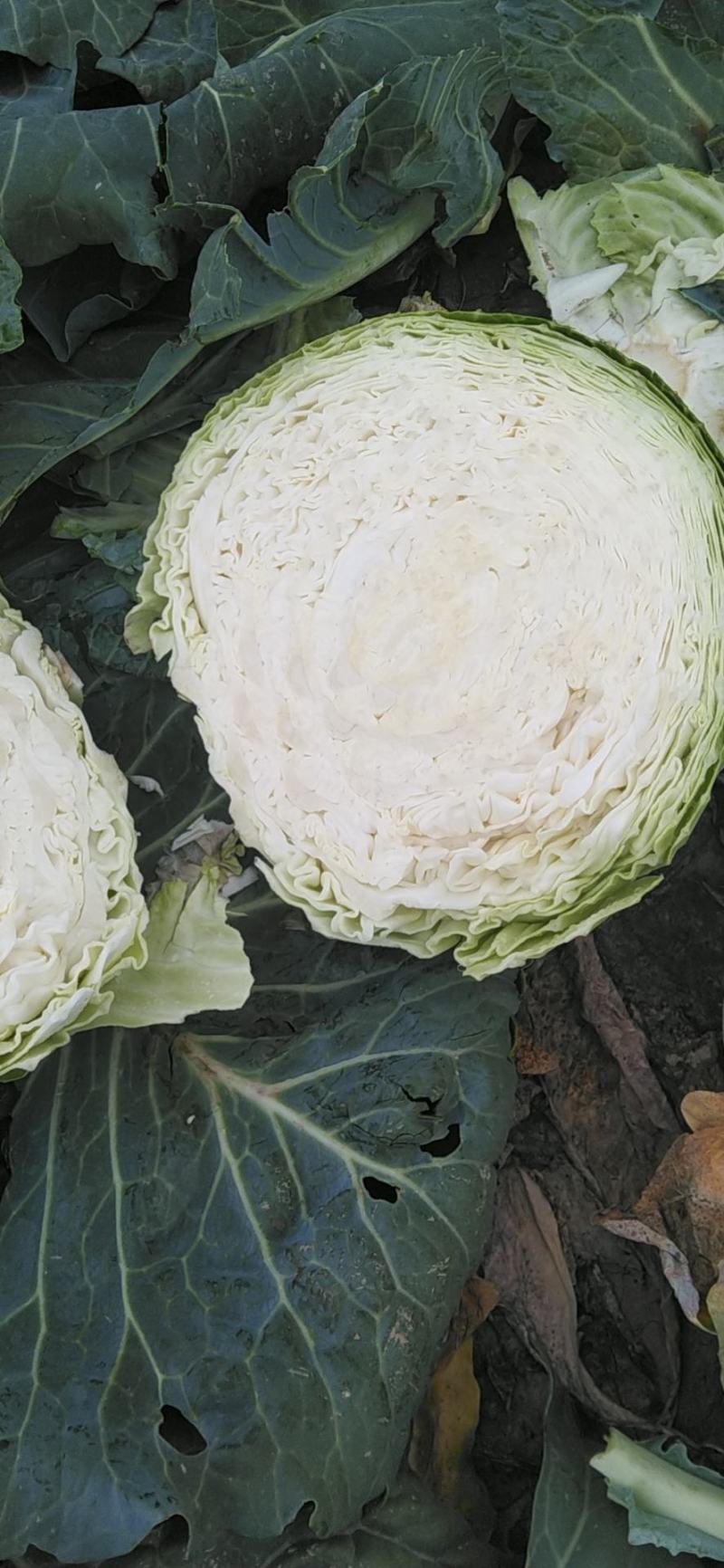 宁夏固原西吉精品苞菜大量上市要的客户联系