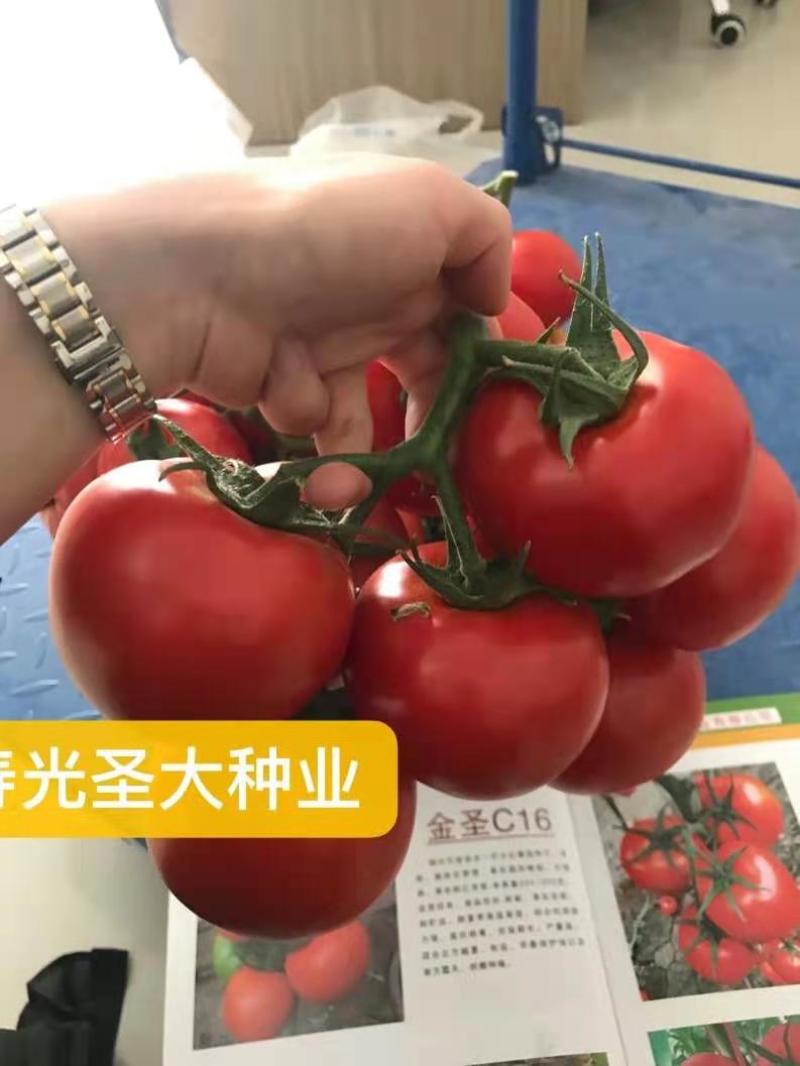 杂交一代大红番茄种子单果280克耐高温***南方露地拱棚
