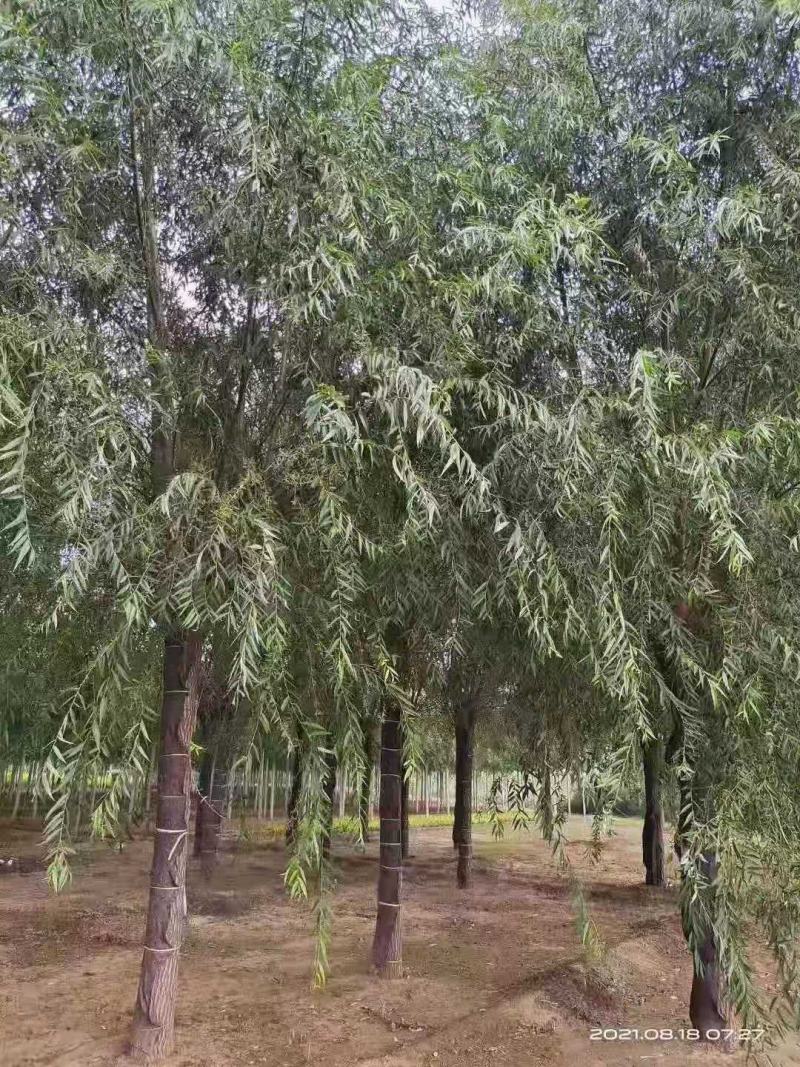 旱柳3-10公分，精品柳树，自家苗圃一手货源品质高价格低