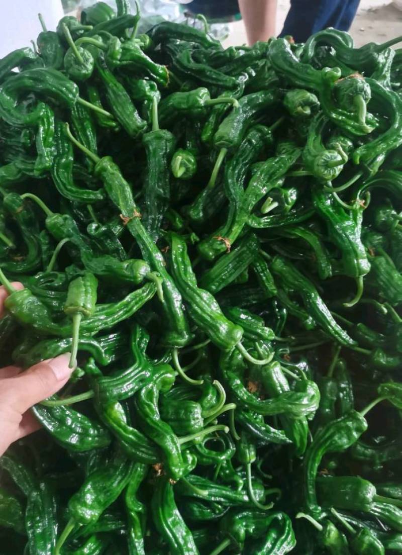 小皱皮，青线椒