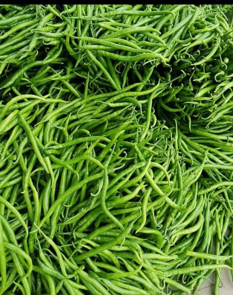小皱皮，青线椒