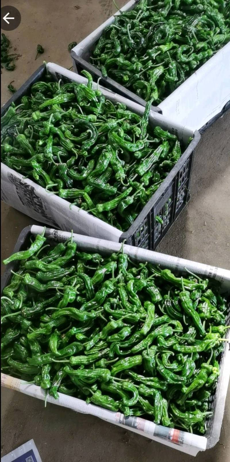 小皱皮，青线椒