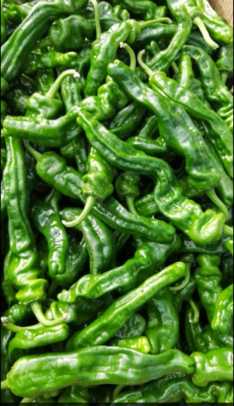小皱皮，青线椒