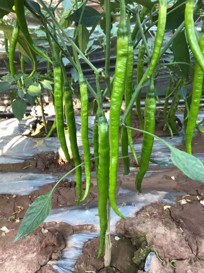 小皱皮，青线椒