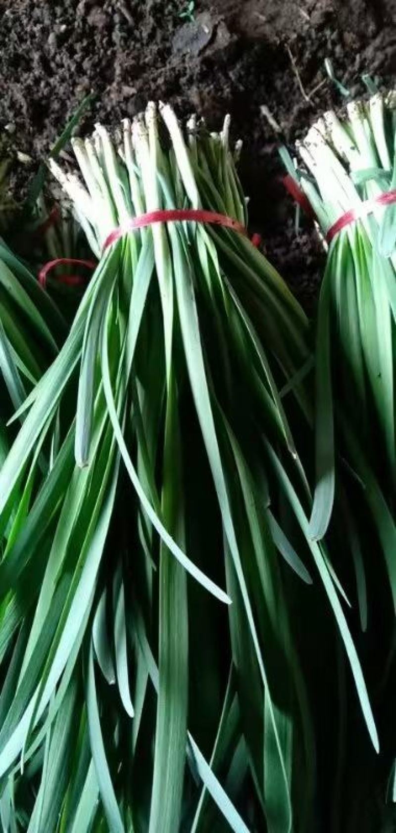 甘肃韭菜大量上市