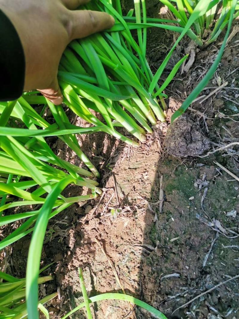 甘肃韭菜大量上市