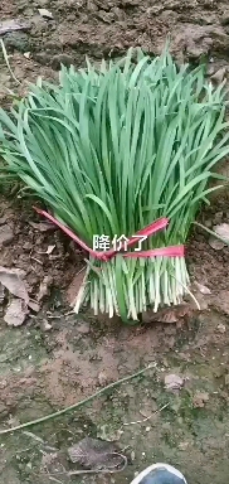 甘肃韭菜大量上市