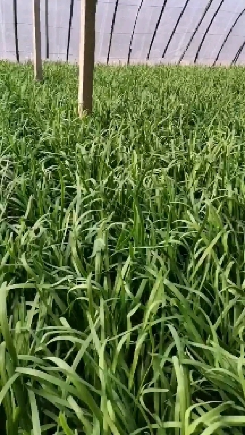 甘肃韭菜大量上市