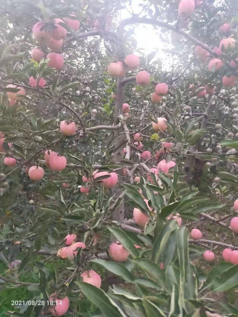 红星苹果