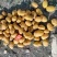 【推荐】土豆大量供应可视频看货保质保量