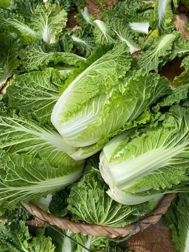 《精选》黄心白菜，精品大白菜货源充足大量供应，质量保证