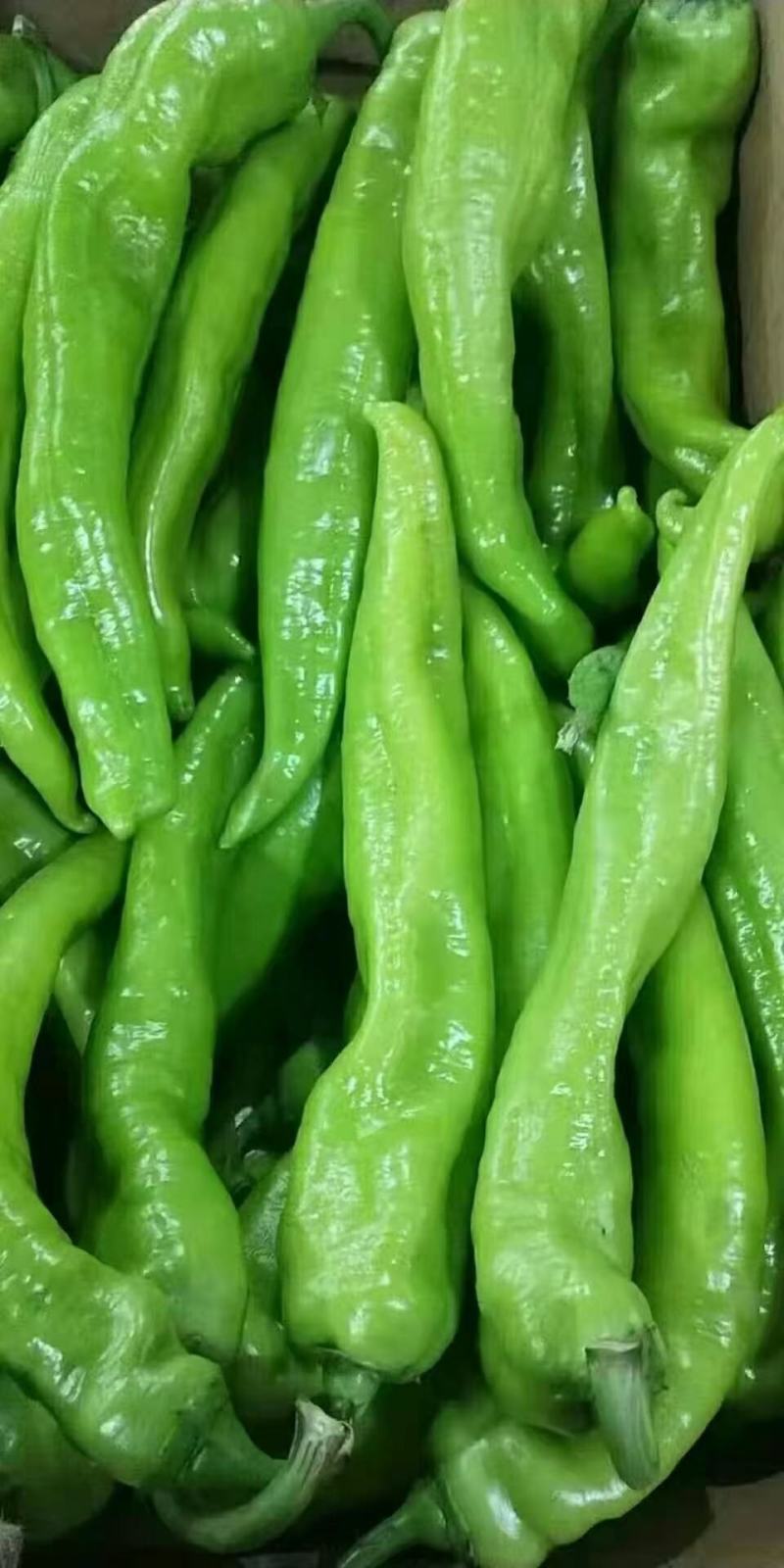 精品尖椒，一手货源，大量供应，保质保量！货源充足