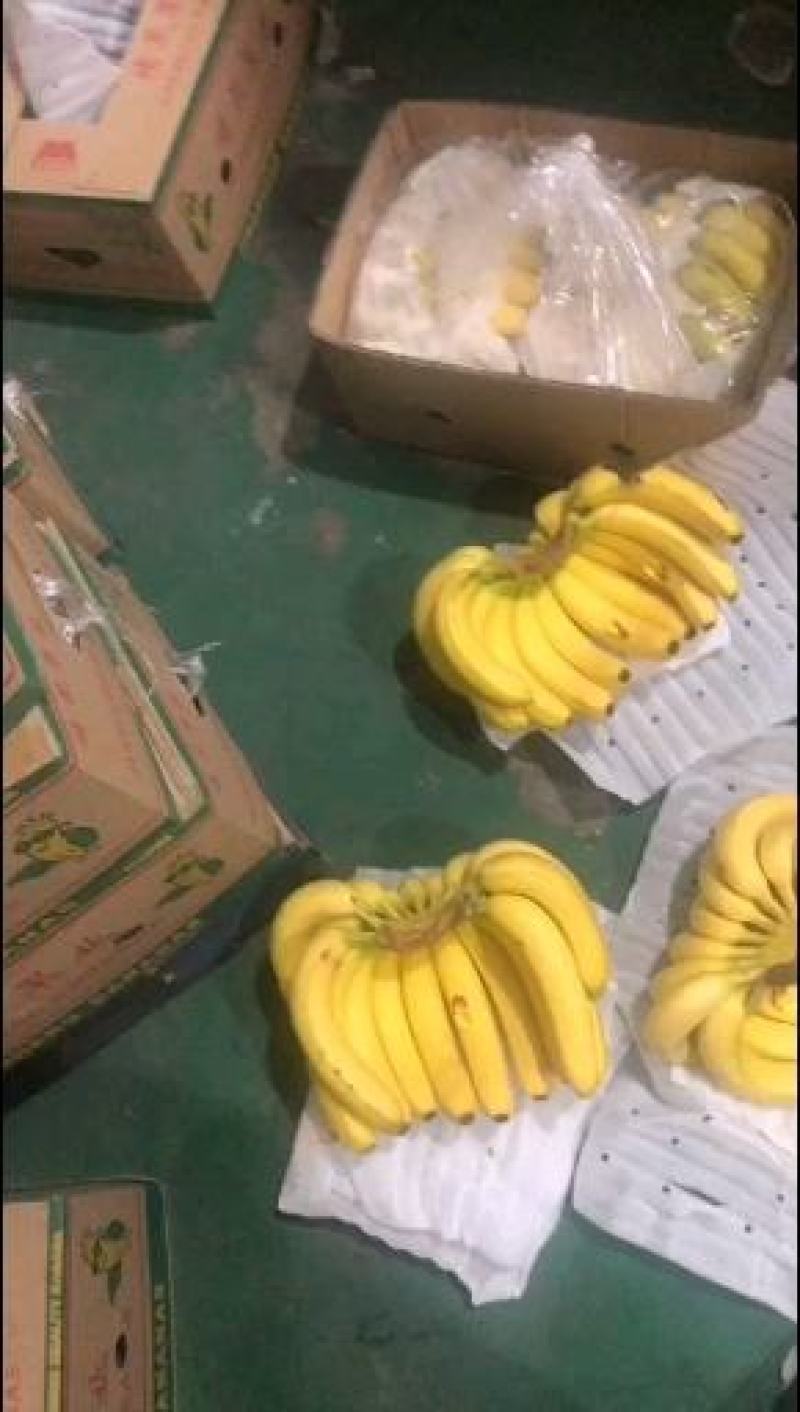 云南广西广东蕉大量有货