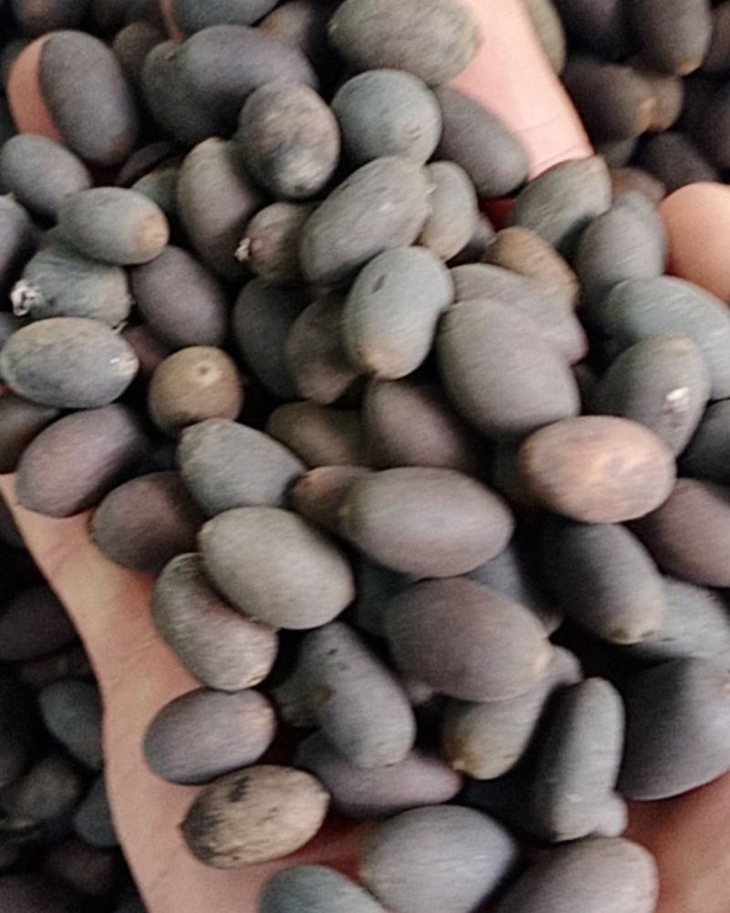 石莲子，双肾子，常年批发供应各种规格甜，石莲子，苦石莲子