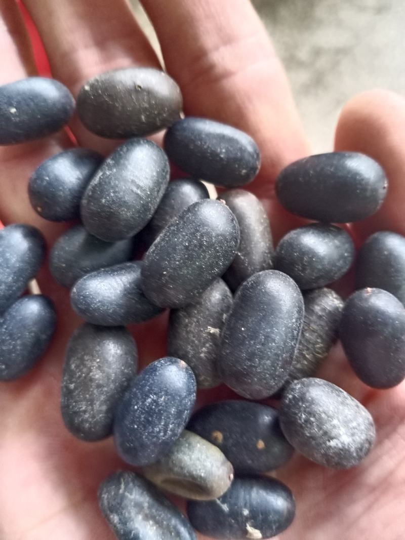 石莲子，双肾子，常年批发供应各种规格甜，石莲子，苦石莲子