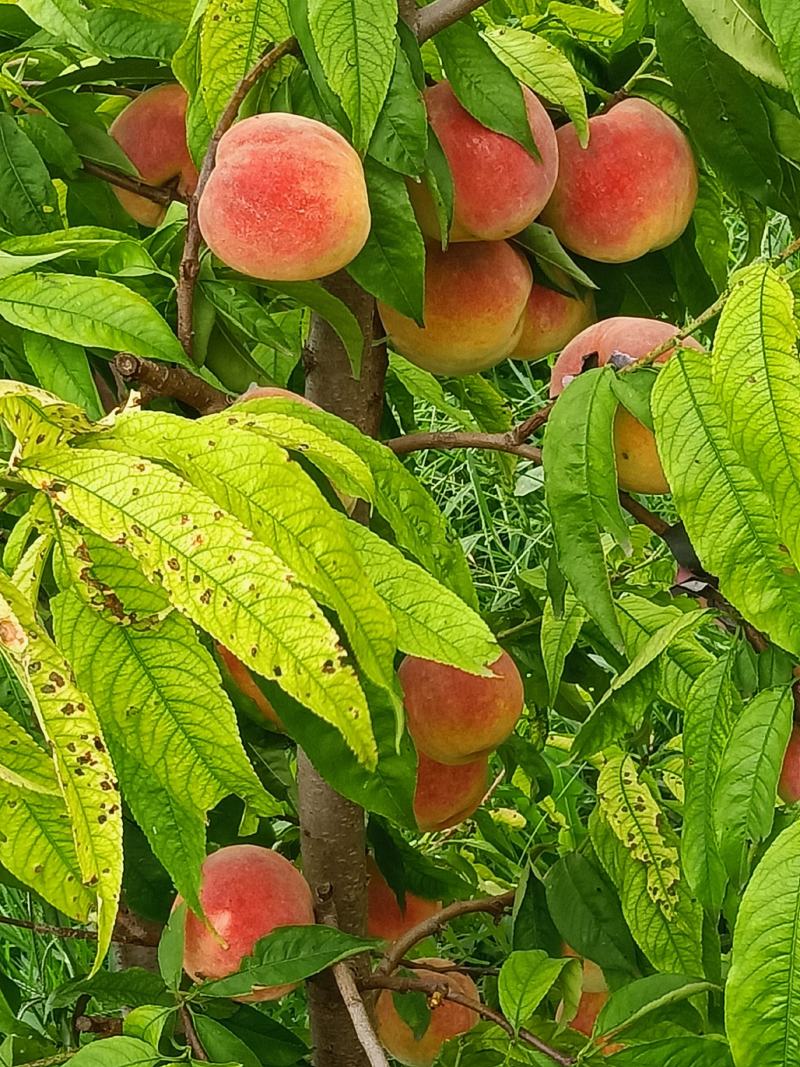 中国红三号大量有货，个头大，果面好。口感好