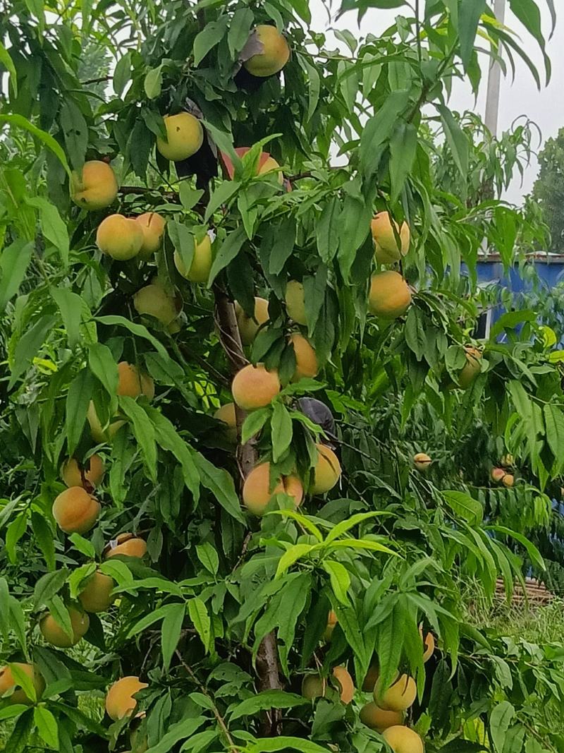 中国红三号大量有货，个头大，果面好。口感好