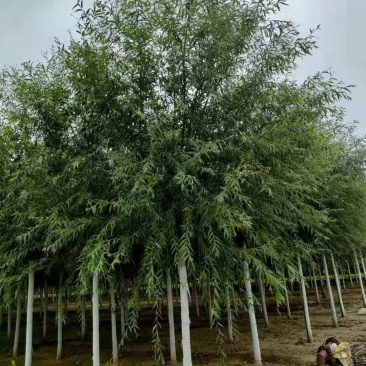 旱柳11-20公分,自家苗圃一手货源,品质高价格低