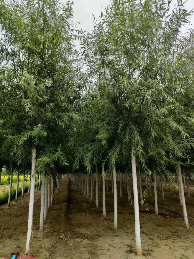 旱柳11-20公分，自家苗圃一手货源，品质高价格低