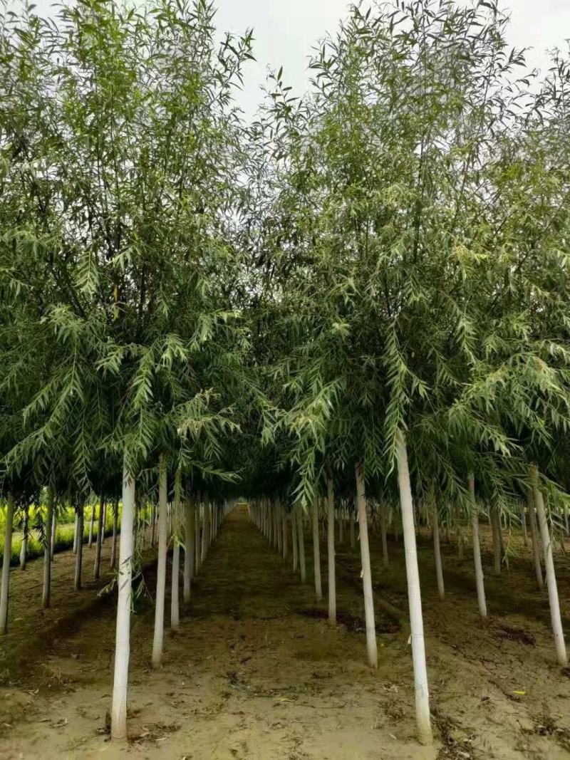 旱柳11-20公分，自家苗圃一手货源，品质高价格低