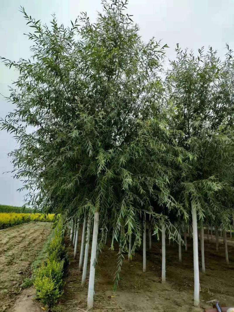 旱柳11-20公分，自家苗圃一手货源，品质高价格低