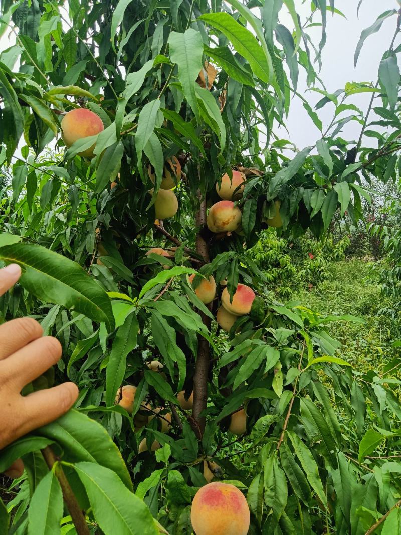 中国红三号大量有货，个头大，果面好。口感好