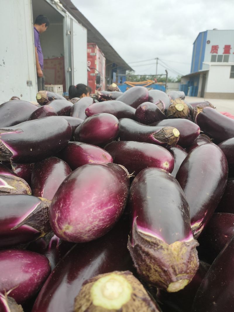 茄子大量上市，需要的赶紧联系了